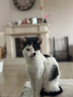 Adopter Galia