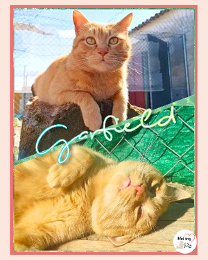 Adopter Garfield