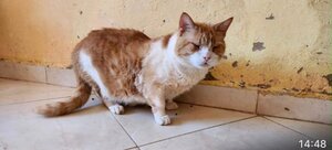 Adopter Garnar