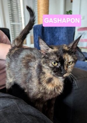 Adopter Gashapon