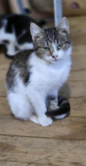 Adopter Gatto