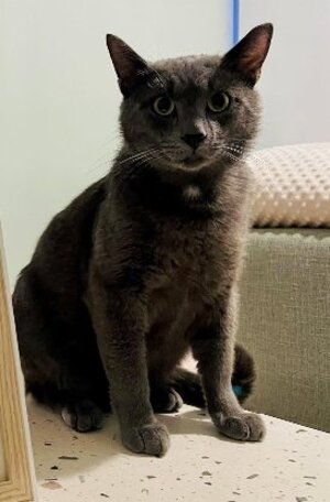 Adopter Gavroche