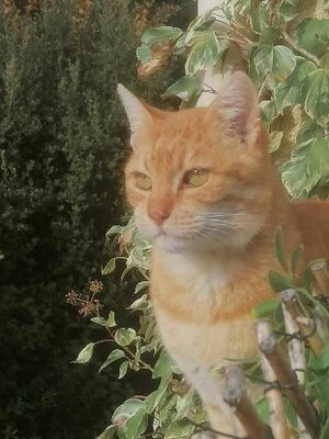 Adopter Genet