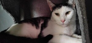 Adopter Gerald