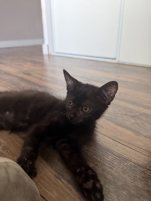 Adopter Gigi