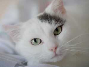 Adopter Ginger