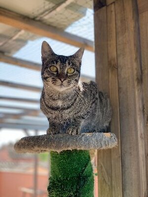 Adopter Ginny