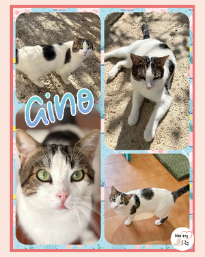 Adopter Gino