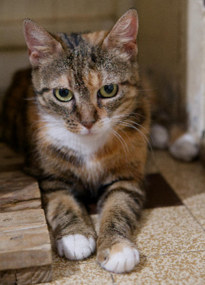 Adopter Gloria