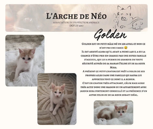 Adopter Golden