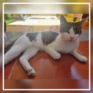 Adopter Golosina