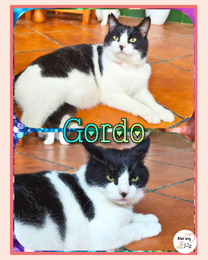 Adopter Gordo