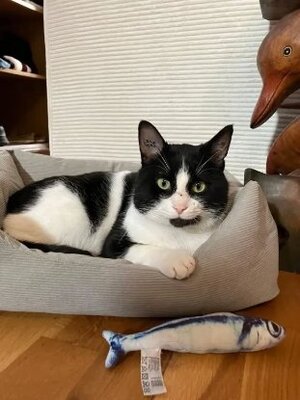 Adopter Gribouille