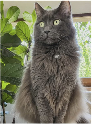 Adopter Gribouille