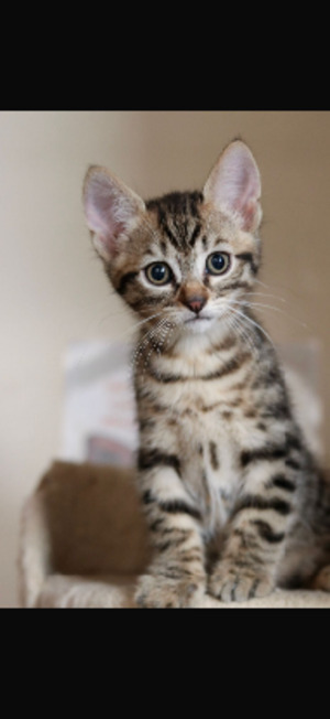 Adopter Groot
