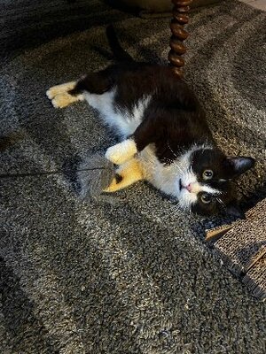 Adopter Groucha