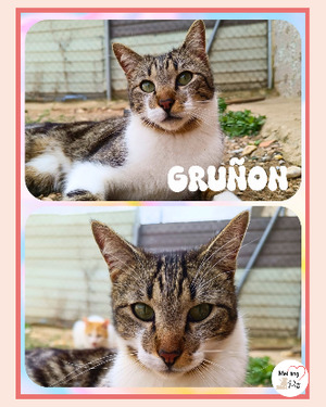 Adopter Gruñon