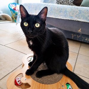 Adopter Gustave