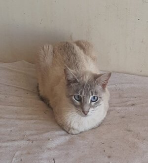 Adopter Hada