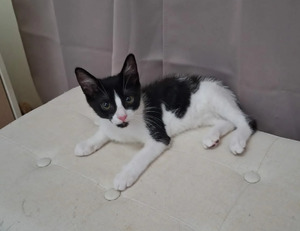 Adopter Harmonie