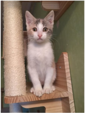 Adopter Hathor
