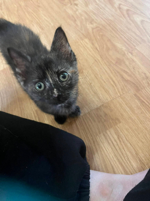 Adopter Havana