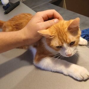 Adopter Henri