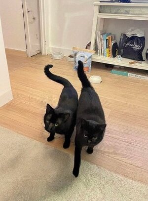 Adopter Hermione et hercule