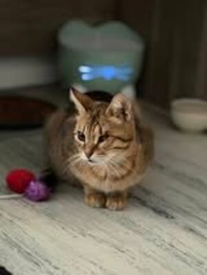 Adopter Hestia