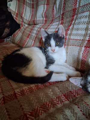 Adopter Homer