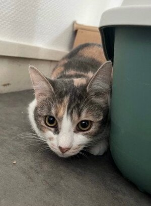 Adopter Honey