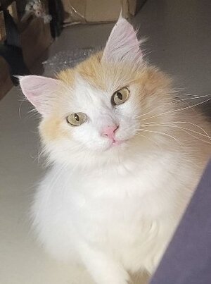 Adopter Hope