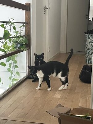 Adopter Hortense