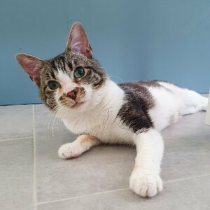 Adopter Hoshi