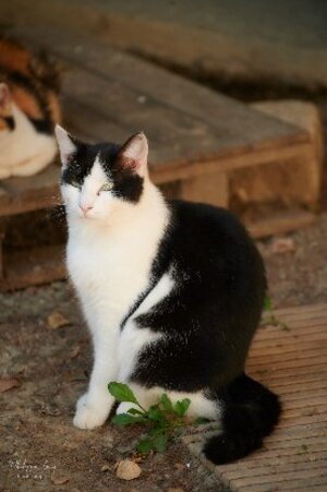 Adopter Hugo