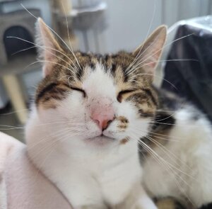 Adopter Ice cream