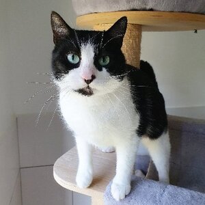 Adopter Inaya