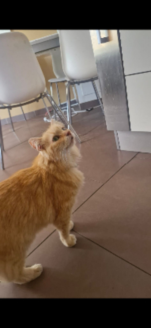 Adopter Indy
