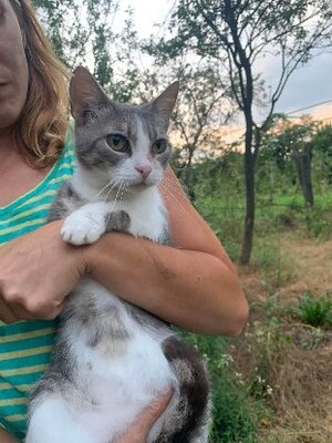 Adopter Inima