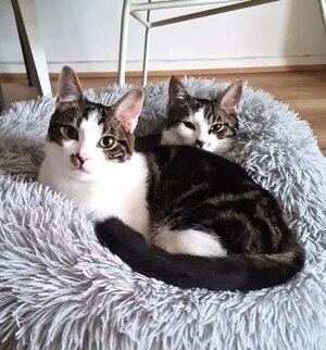 Adopter Iris et hermes