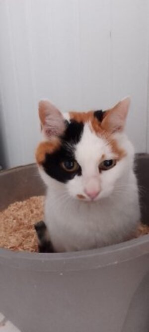 Adopter Isabella