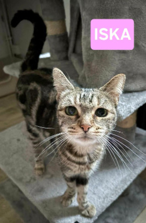 Adopter Iska
