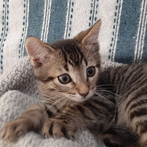 Adopter Jack