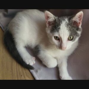 Adopter Jackson
