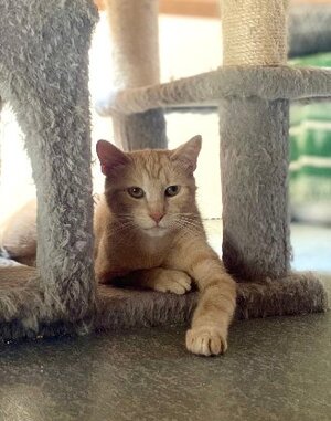 Adopter Jade