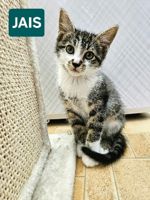 Adopter Jais frere de basalte et silex a en duo ou seul si déj