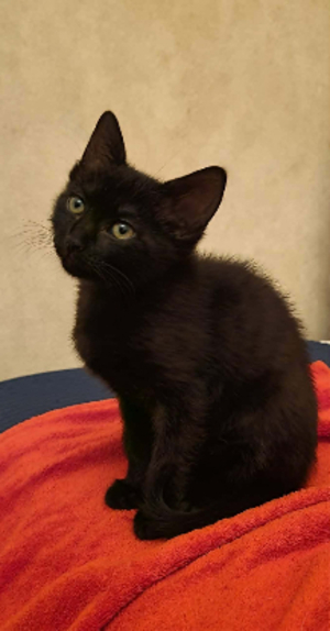 Adopter Jasmine