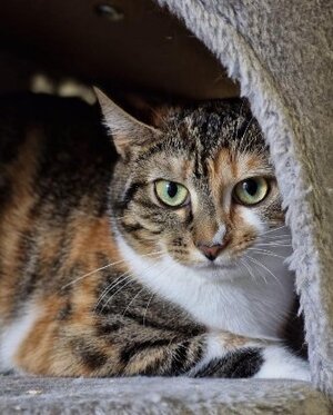 Adopter Jaya
