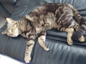 Adopter Jean