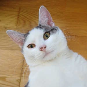 Adopter Jean